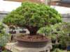 grovebonsai7_small.jpg