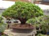 grovebonsai7_small.jpg