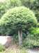 japanesegardenshayward_small.jpg